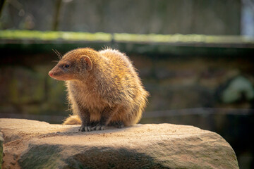 Small mongooses