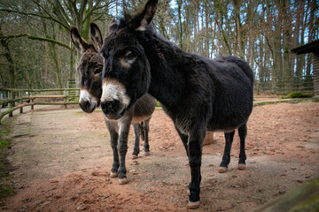 Two ponies in the park