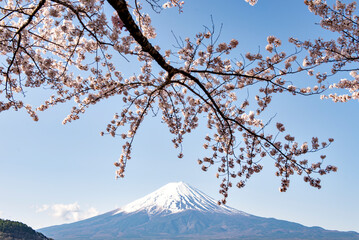 Fuji Mountain and Pink Sakura Branches at Kawaguchiko Lake in Spring, Japan	