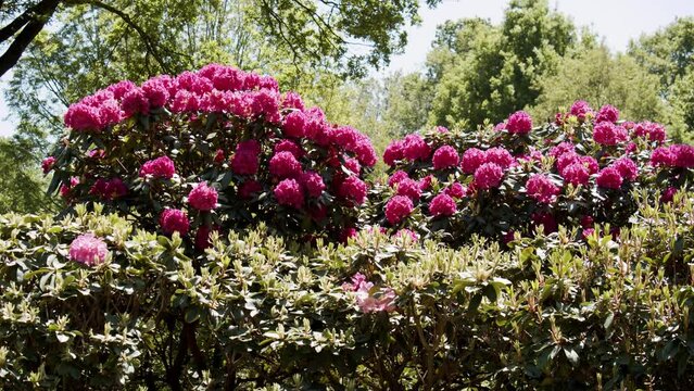 Massive blooming bushes of Rhododendron flowers on sunny day, static shot