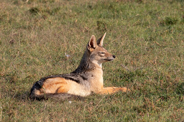 A Black Backed Jackal. Kenya. Africa.	