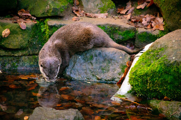 Drinking otter
