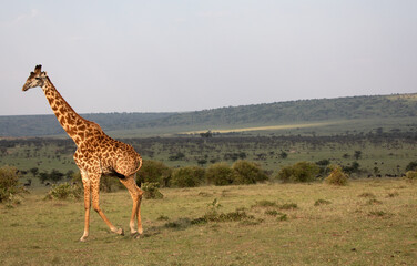 Giraffes (Giraffa camelopardalis peralta) walking - tanzania.	