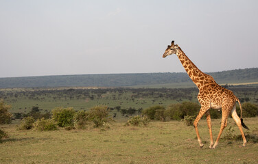 Giraffes (Giraffa camelopardalis peralta) walking - tanzania.	