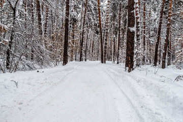 Narrow road through winter snowy forest on a quiet day.