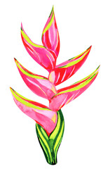 Watercolor tropical heliconia flower. Hand drawn floral illustration isolated on white