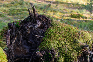 Selective focus photo. Tree strain with roots in forest.