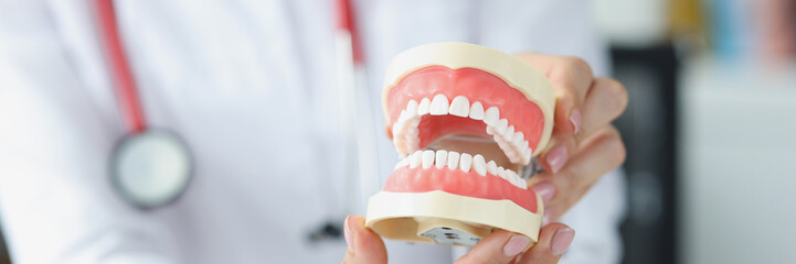 Woman dentist holding artificial jaw in her hands in clinic closeup