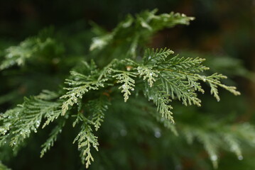 Leyland cypress. Cupressaceae evergreen conifer.
It grows fast and is used for hedges. 