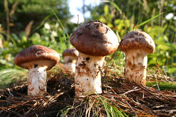 Mushrooms in the autumn mountain in the sunlight