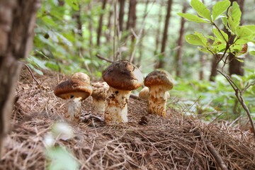 mountain in autumn, matsutake mushrooms