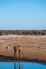 Fototapeta na wymiar An Angolan Giraffe - Giraffa giraffa angolensis- is drinking from a waterhole in Etosha National Park. Giraffes are the most vulnerable when drinking.