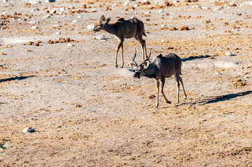 A group of greater kudu -Tragelaphus strepsiceros- Walking nervously around a waterhole in Etosha National Park, Namibia.