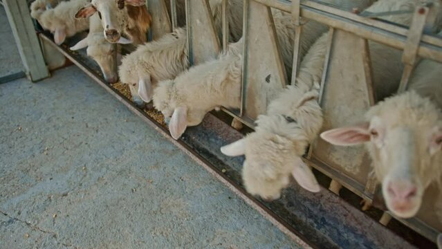Herd of sheep eating in industrial barn, close up motion shot