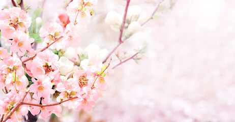 Horizontal banner with Japanese Quince flowers (Chaenomeles japonica) of pink color on sunny backdrop