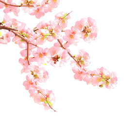 Fototapeta na wymiar Branch of the blossoming Japanese Quince (Chaenomeles japonica) with pink flowers