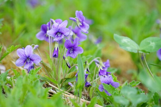 草原に咲くスミレの花