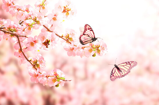 Fototapeta Horizontal banner with Japanese Quince flowers  and two Monarch butterfly on sunny backdrop