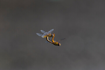 連結する赤とんぼ © sandpiper