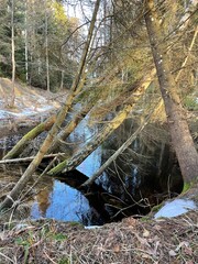Obraz premium river in the forest.
