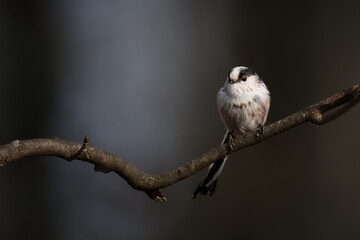 Obraz premium Schwanzmeise sitzt auf einem Ast