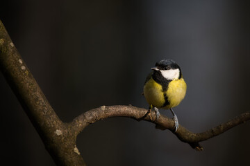 Great tit sits on a branch