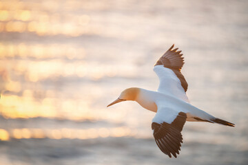 Gannet bird in flight, sun rays sparkles on the sea water at sunset. Muriwai Gannet Colony, Auckland.