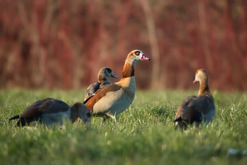 A group of Egyptian geese roams a meadow