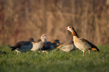 A group of Egyptian geese roams a meadow