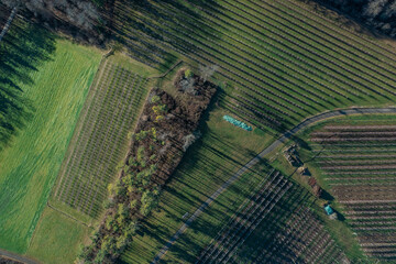 Luftaufnahme von Beerenkulturen mit Schattenspiel