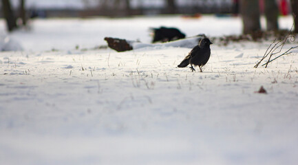 Birds walking on the snow