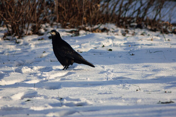 Bird standing on the snow