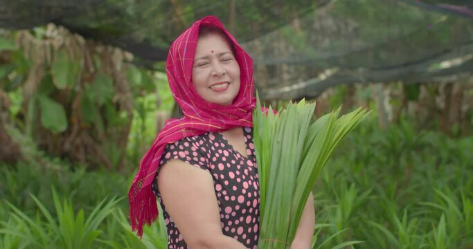 Slow motion scene of a smiling Indian woman farmer has bindi on her forehead, a red headscarf harvesting pandan leaves that she planted to sell at the market.