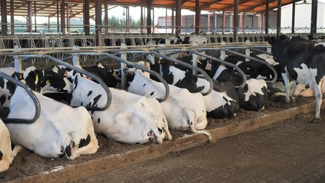 Group of cows standing in cowshed at dairy farm. High quality 4k footage