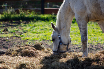 white horse eating grass