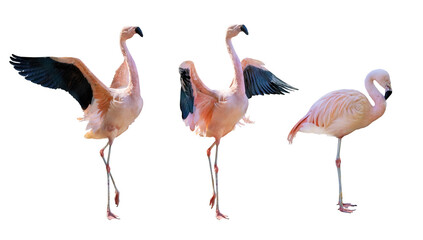 fine three flamingo group on white
