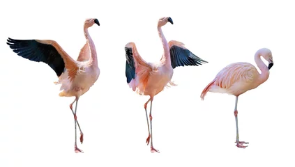 Zelfklevend Fotobehang fine three flamingo group on white © Alexander Potapov