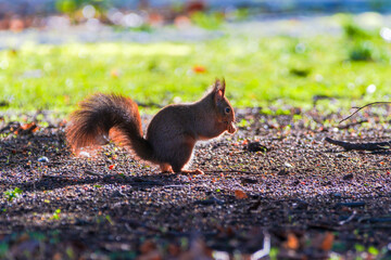 squirrel eating nut in park