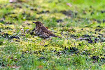 bird on the grass