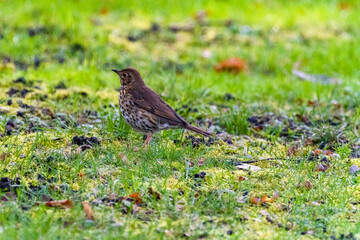 bird on the grass