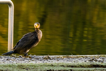 great crested cormorant