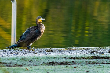 great crested cormorant