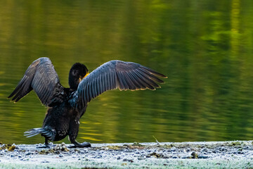 great crested cormorant