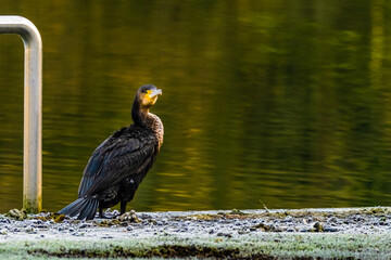great crested cormorant