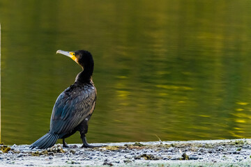 great crested cormorant