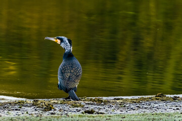 great crested cormorant