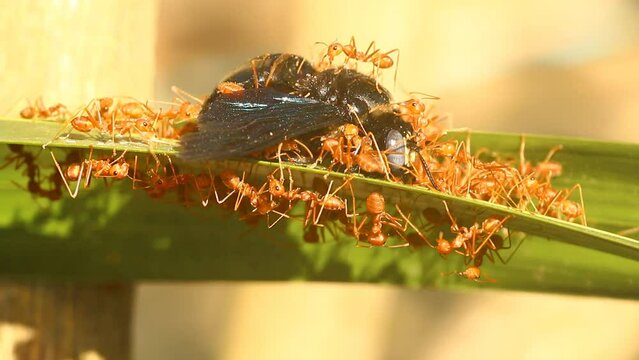 Ants are biting a dead beetle  on the leaf , out door Chiangmai Thailand