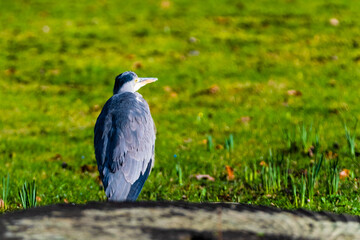 grey heron on the grass