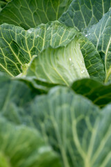 Organic vegetables grown in the garden