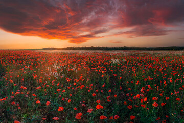 Fototapeta na wymiar Meadow of poppies flowers and sunset